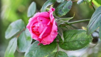 Photo of Rose von Alexandria: [Anbau, Pflege, Bewässerung, Substrat und Schädlinge]