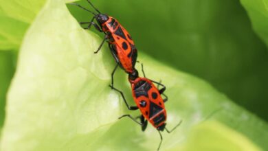 Photo of Rote Käfer auf Pflanzen: Vollständiger Leitfaden mit Fotos