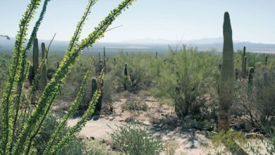 Photo of Saguaro: [Eigenschaften, Anbau, Pflege und Nachteile]
