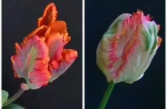 Photo of Schädlinge und Krankheiten von Tulpen: [Erkennung, Ursachen und Lösungen]
