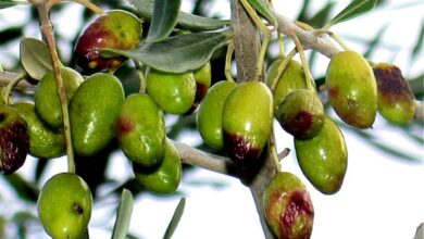 Photo of Schädlingsbekämpfung im ökologischen Olivenhain: Olivenfliege, Prays del Oliva…