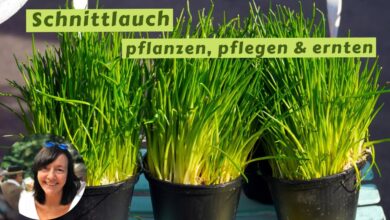 Photo of Schnittlauch pflanzen in [13 Schritten]: Wann, wie und wo?