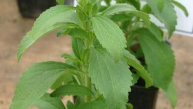 Photo of Schritt für Schritt Stevia im Garten anbauen: Beschneiden, Bewässern, Ernten und mehr