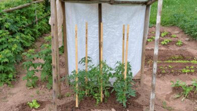 Photo of Schritt für Schritt Tomaten anbauen: So pflanzen Sie Tomaten im Garten