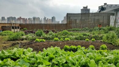 Photo of SKYFARM: Ein neues Modell des Urban Garden in Shanghai