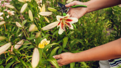 Photo of So pflanzen Sie Lilien in Ihrem Garten oder Obstgarten: [Vollständige Anleitung]