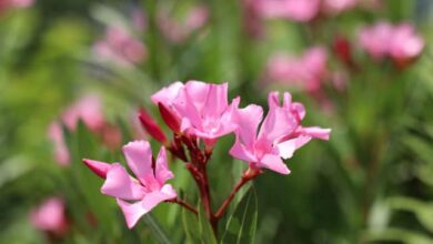 Photo of So pflanzen Sie Oleander in Ihrem Garten: [Schritt für Schritt + vollständige Anleitung]