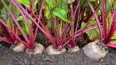 Photo of So pflanzen Sie Rote Beete in Ihrem Garten: Vollständige Schritt-für-Schritt-Anleitung