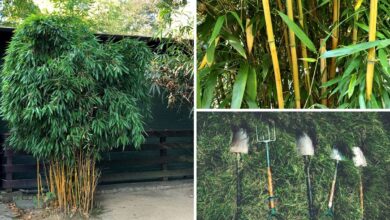 Photo of So pflanzt man Bambus: Anleitung mit [17 Schritten + Bildern]