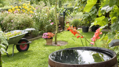 Photo of So sammeln Sie Regenwasser im Garten: Ganz einfach