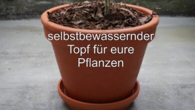 Photo of So stellen Sie recycelte selbstbewässernde Töpfe her: Vollständige Anleitung