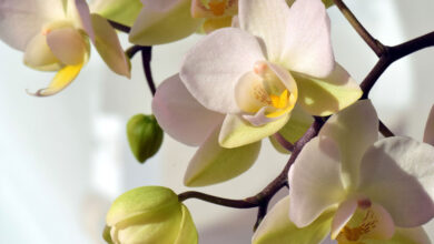 Photo of So züchten und pflegen Sie Ihre Phalaenopsis-Orchidee: [Vollständige Anleitung]