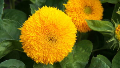Photo of Sonnenblumensorten