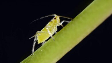 Photo of Spinatschädlinge: Was sind sie und wie man sie mit natürlichen Mitteln beseitigt