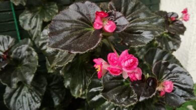 Photo of Stecklinge von Begonia Semperflorens: [Konzept, Zeitraum, Bewurzelung und Pflanzung]