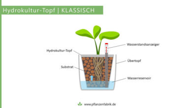 Photo of Substrate für Topf oder Blumentopf: Vollständiger Leitfaden