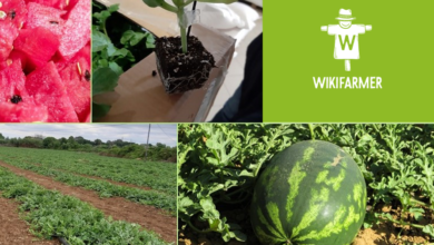Photo of Technischer Bericht für den Anbau von Wassermelonen