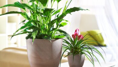 Photo of Tipps zur Pflege von Zimmerpflanzen im Sommer