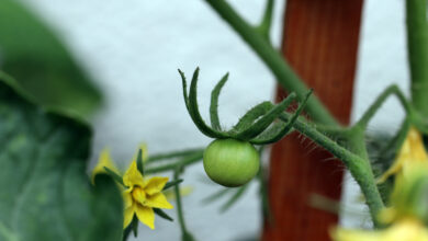 Photo of Tomatenblüten