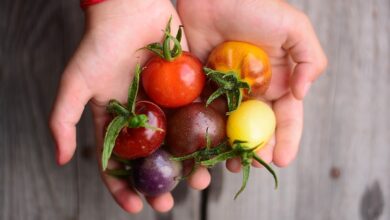 Photo of Tomatensorten: Lernen Sie die am häufigsten angebauten Tomatensorten kennen
