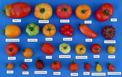 Photo of Tomatensorten und die am häufigsten angebauten Sorten: Vollständiger Leitfaden [breadcrumb]