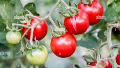 Photo of Tomatenspaltung: Warum spalten sich Tomaten?