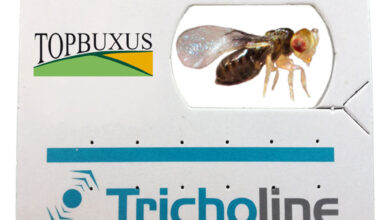 Photo of Trichogramma: Nützliche Wespen für die biologische Schädlingsbekämpfung