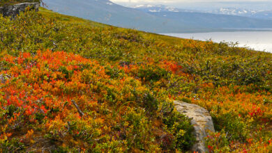 Photo of Tundra-Klima: [Eigenschaften, Flora, Fauna und Anpassungsfähigkeit]