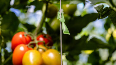 Photo of Tuta Absoluta in Tomate: Wie man mit Hausmitteln beseitigt