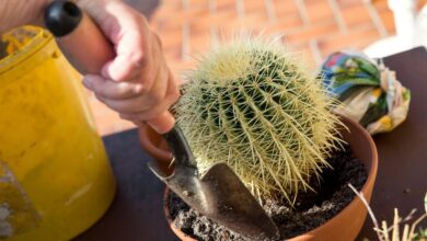 Photo of Umpflanzen eines wurzellosen Kaktus: [Methode und zu befolgende Schritte]