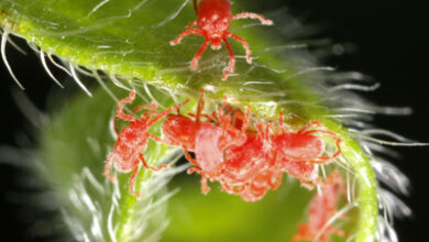 Photo of Unterschied zwischen Milbe und Insekt: Welchen Käfer habe ich an meinen Pflanzen?
