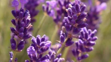 Photo of Unterschiede zwischen Lavendel und Lavendel: Was sind sie?