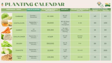 Photo of Urban Garden Kalender im Oktober