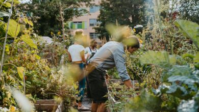 Photo of Urban Garden Kit: Alles, was Sie brauchen, um zu Hause anzubauen