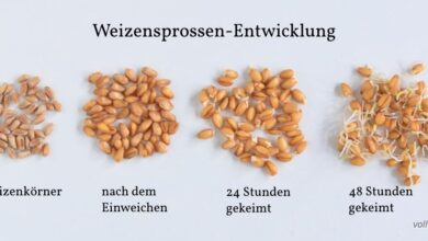 Photo of Weizen säen: Wie, wann und wo in [12 Schritte + Bilder]