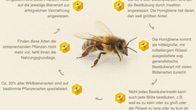 Photo of Welche Pflanzen ziehen Bienen an? Wie man Bestäuber anlockt