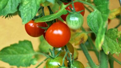 Photo of Welche Tomaten kann ich in meinem Stadtgarten anbauen?