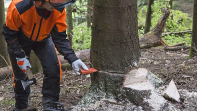 Photo of Wie benutzt man eine Kettensäge, um Bäume zu fällen?