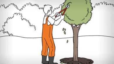 Photo of Wie man Bäume pflanzt: Der Leitfaden, den Sie brauchen, um ihn in 12 Schritten zu bekommen