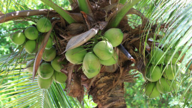 Photo of Wie man den Kokosnussbaum in einem Topf anbaut