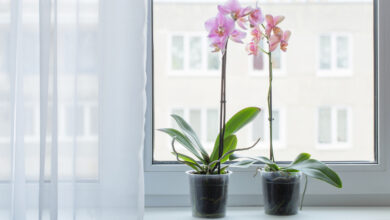 Photo of Wie man eine Orchidee jedes Jahr zum Blühen bringt