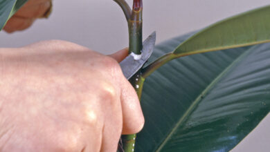 Photo of Wie man einen Ficus robusta beschneidet