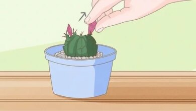 Photo of Wie man einen Kaktus pflanzt: Schritt-für-Schritt-Anleitung [12 Schritte + Bilder]