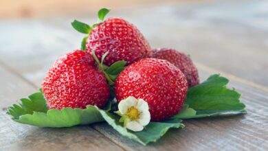 Photo of Wie man Erdbeeren und Erdbeeren anbaut: Pflanzen, Pflege, Ernte und mehr
