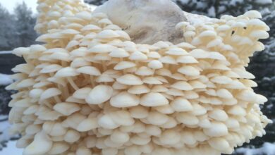 Photo of Wie man Pilze zu Hause züchtet: Ballen oder Kits für den Pilzanbau