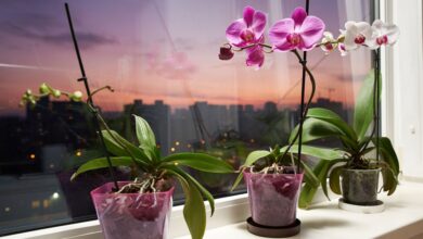 Photo of Wie oft und wie gieße ich meine Orchideen im Winter?