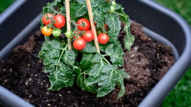 Photo of Wie pflanze ich Tomaten in einen Topf?