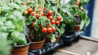Photo of Wie pflanzt man Tomaten Schritt für Schritt?