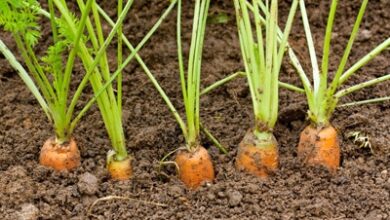 Photo of Wie und wann werden Karotten gepflanzt?