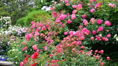 Photo of Wie viele Rosenarten gibt es und welche sind gut für Ihren Garten? [15 Beispiele]